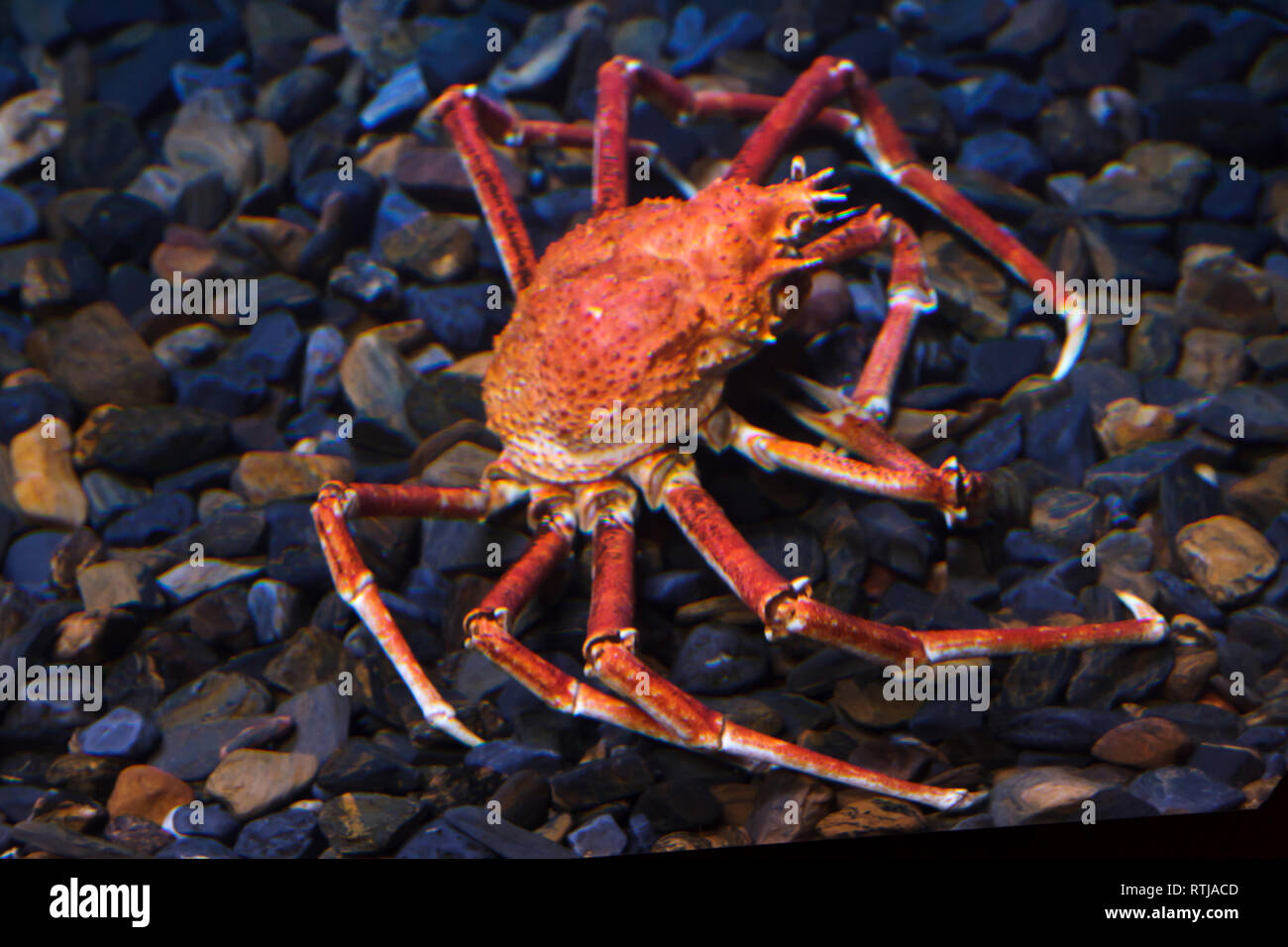 Japanese spider crab (Macrocheira kaempferi), also known as the giant spider crab. Stock Photo
