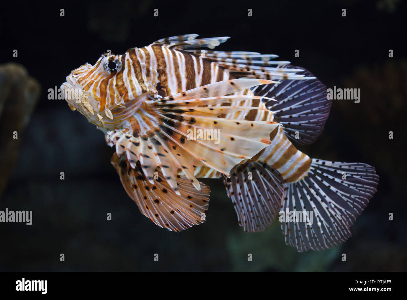 Red lionfish (Pterois volitans). Tropical venomous fish. Stock Photo