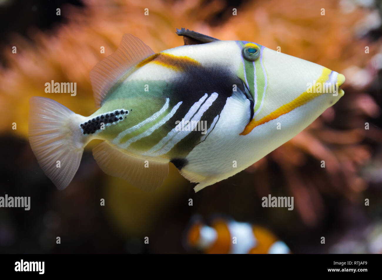 Lagoon triggerfish (Rhinecanthus aculeatus), also known as the Picasso triggerfish. Stock Photo