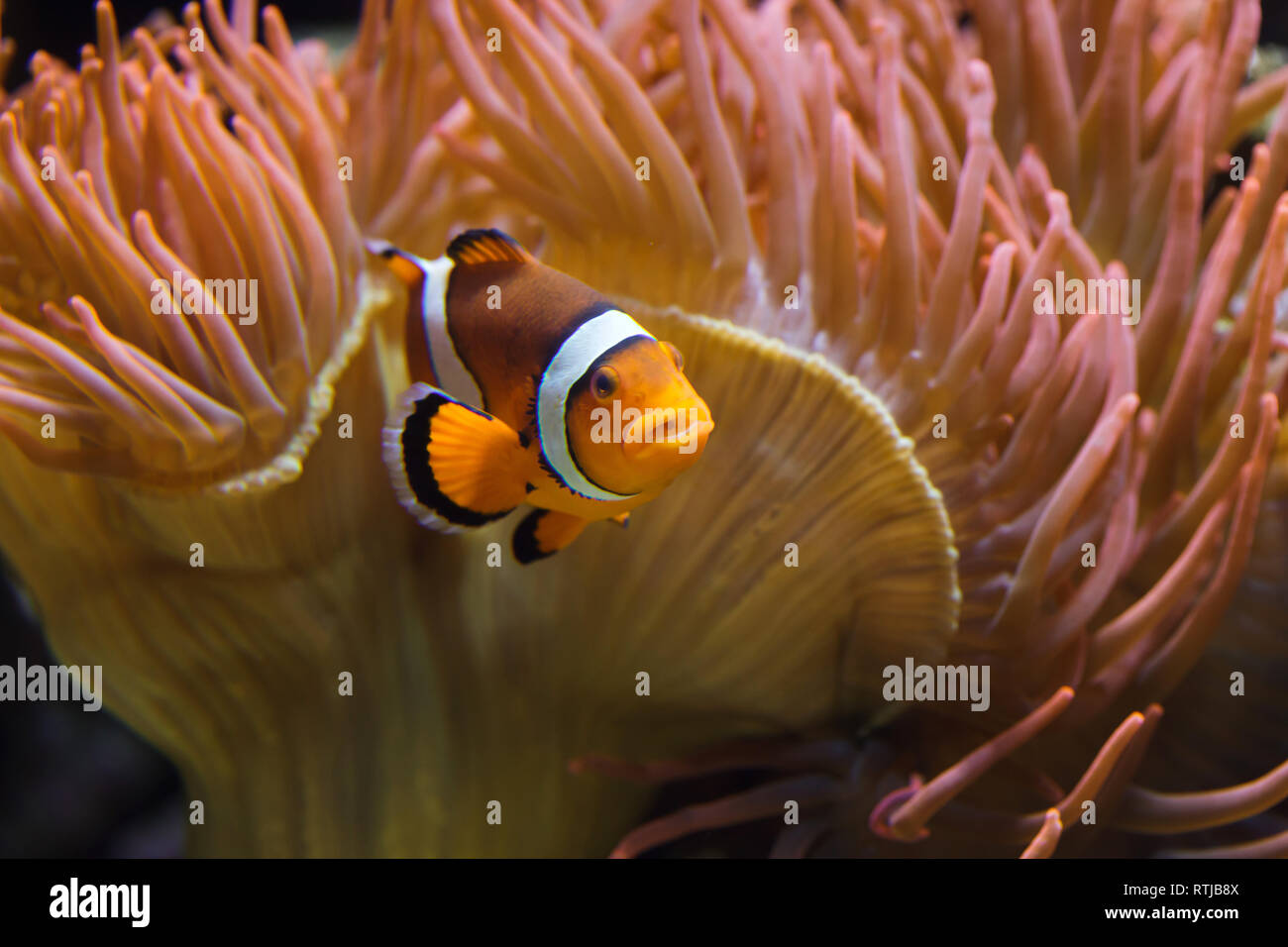 Ocellaris clownfish (Amphiprion ocellaris), also known as the false percula clownfish, swimming in the magnificent sea anemone (Heteractis magnifica). Stock Photo