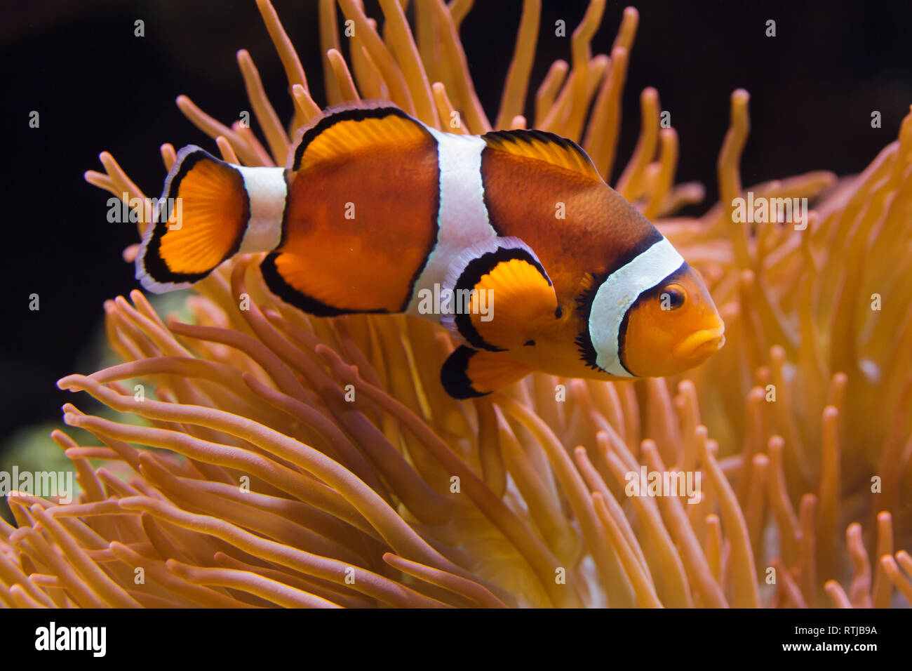 Ocellaris clownfish (Amphiprion ocellaris), also known as the false percula clownfish, swimming in the magnificent sea anemone (Heteractis magnifica). Stock Photo