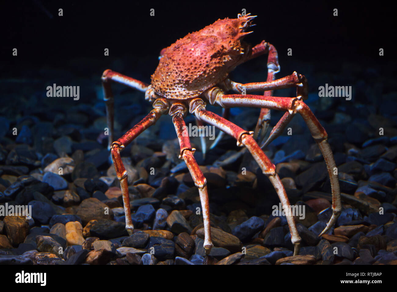 Japanese spider crab (Macrocheira kaempferi), also known as the giant spider crab. Stock Photo