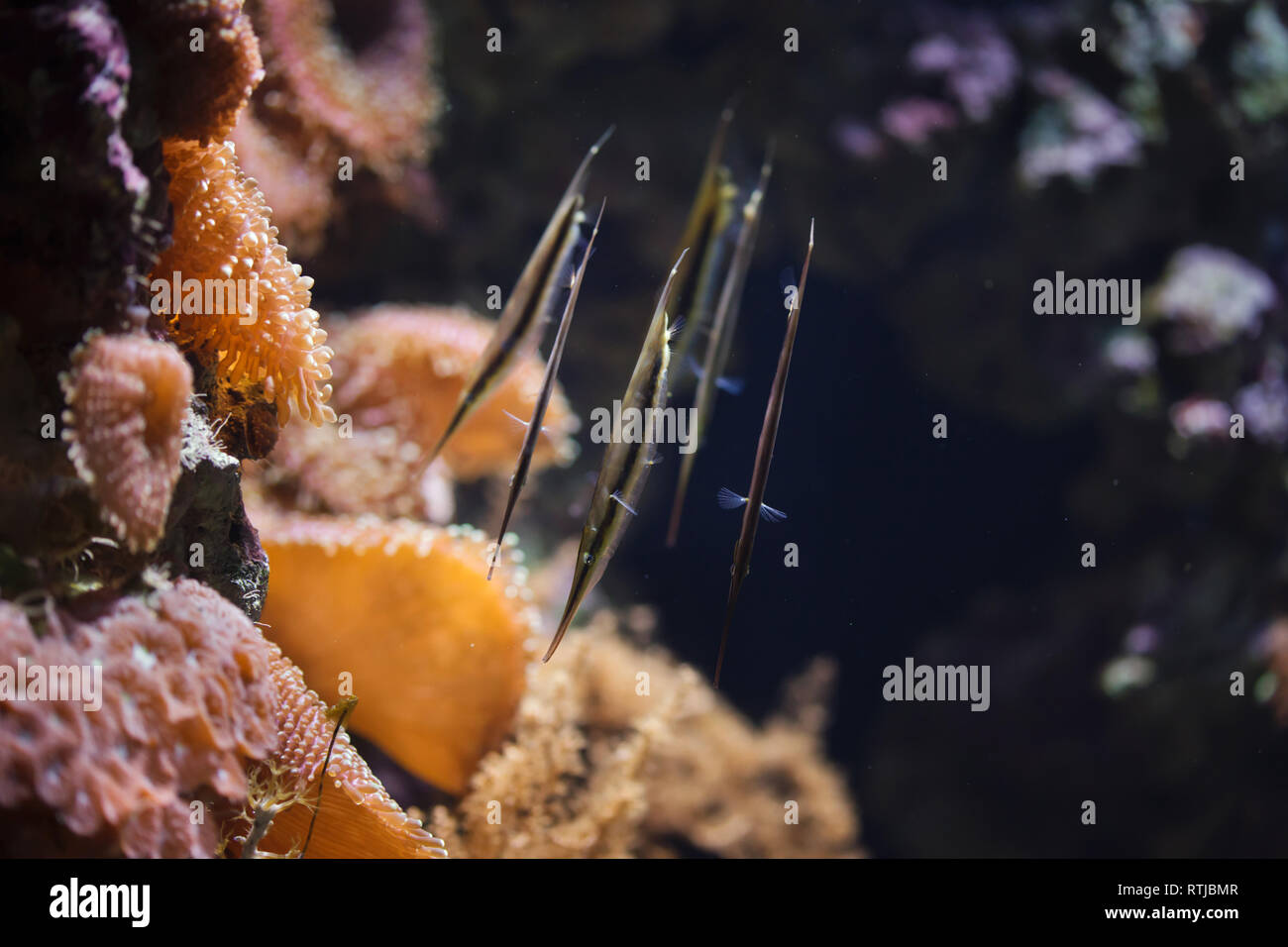 Coral shrimpfish (Aeoliscus strigatus), also known as the jointed razorfish. Stock Photo