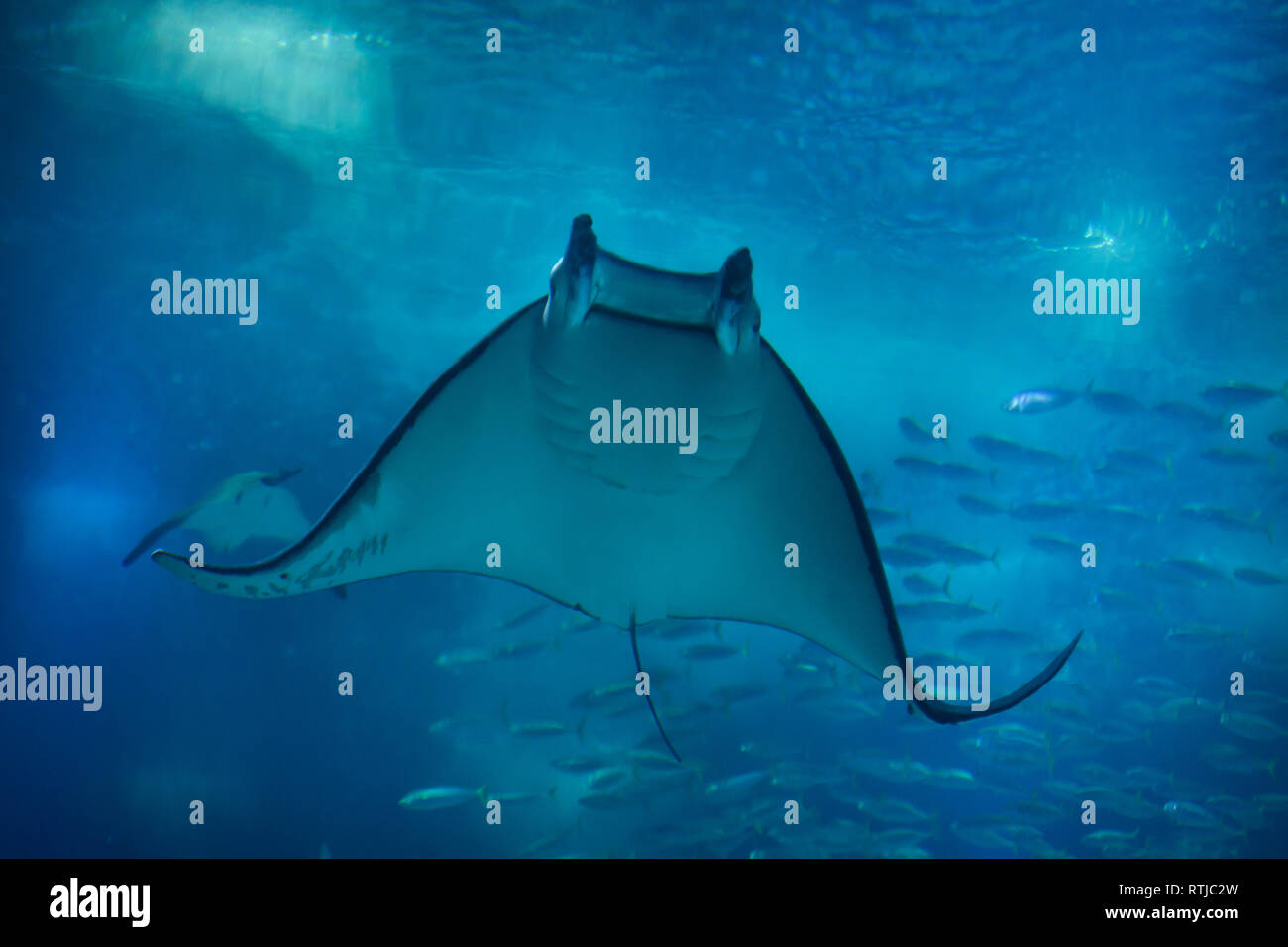 Devil fish (Mobula mobular), also known as the giant devil ray at the ...