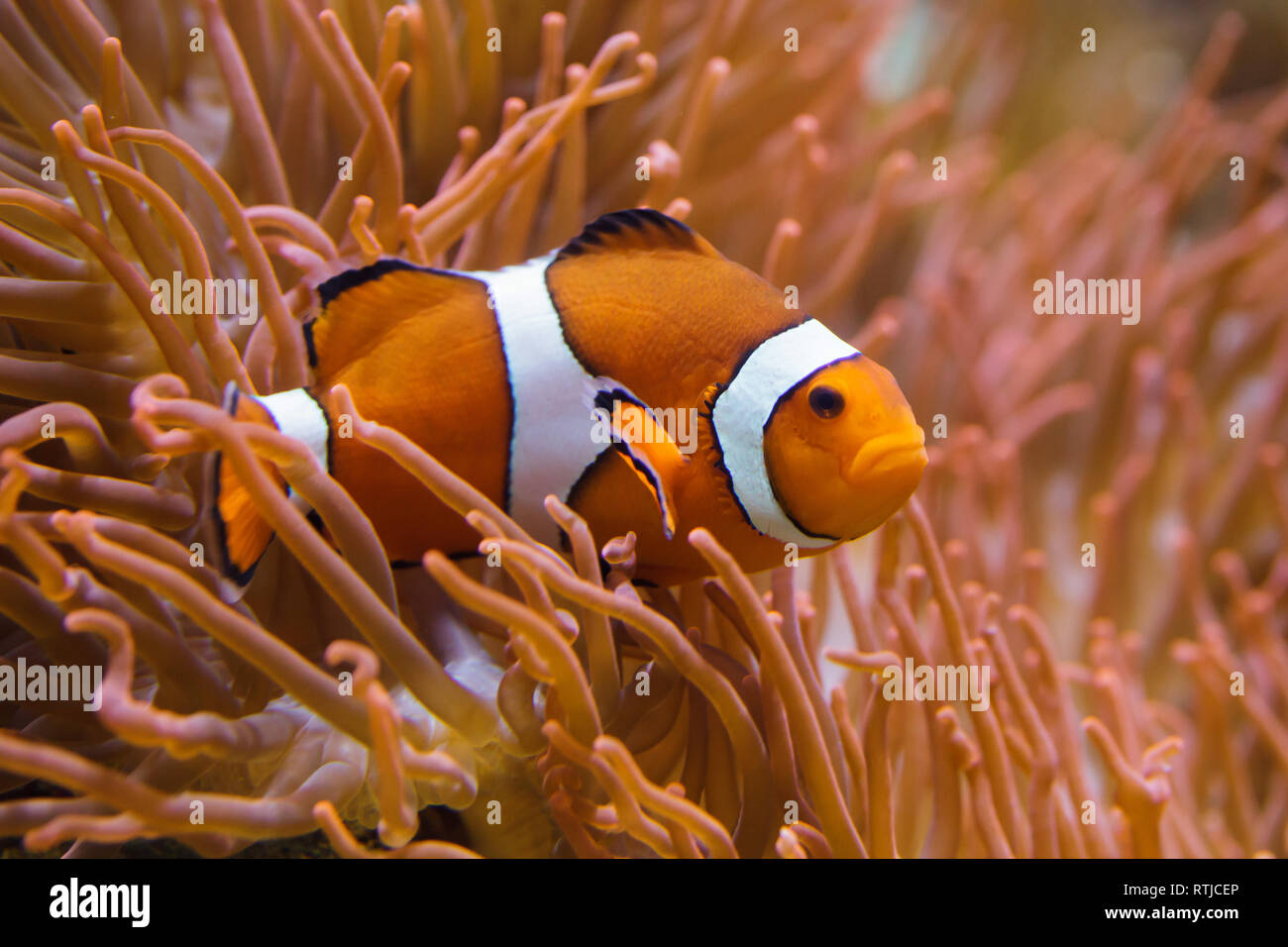 Ocellaris clownfish (Amphiprion ocellaris), also known as the false percula clownfish, swimming in the magnificent sea anemone (Heteractis magnifica). Stock Photo