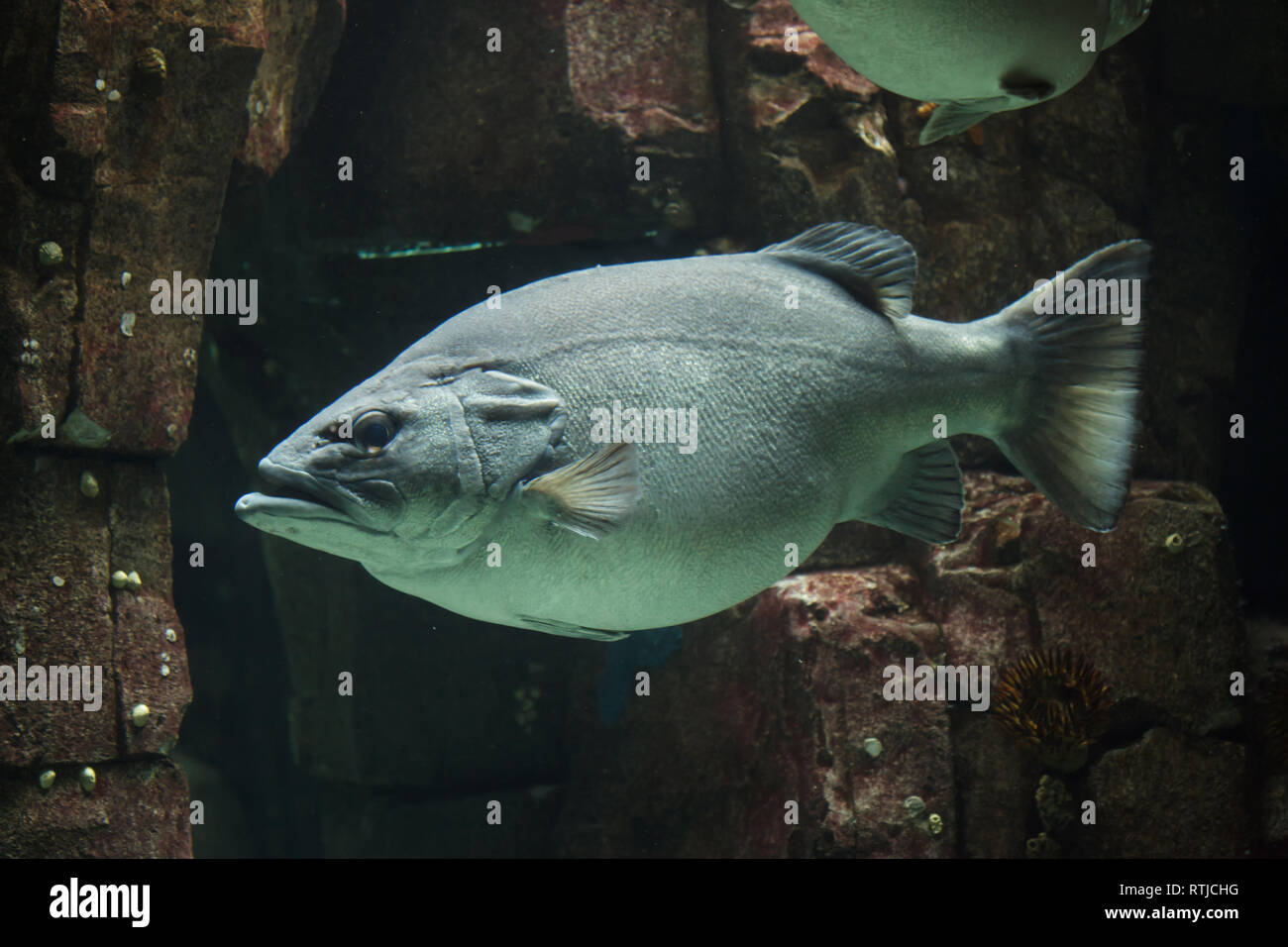 Giant grouper (Epinephelus lanceolatus), also known as the banded rockcod at the Lisbon Oceanarium (Oceanário de Lisboa) in Lisbon, Portugal. Stock Photo