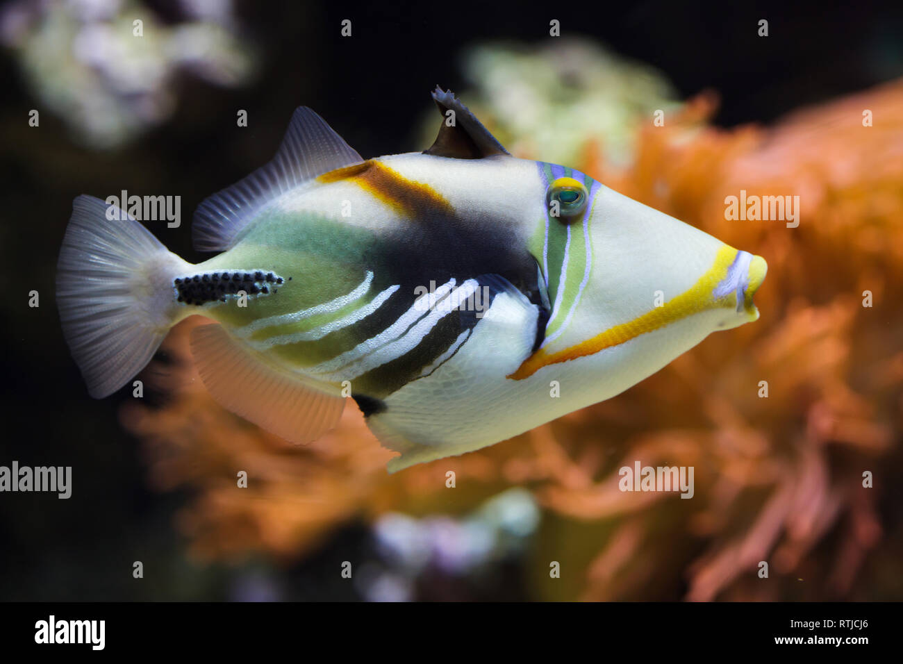 Indo Pacific Picasso Triggerfish High Resolution Stock Photography and ...