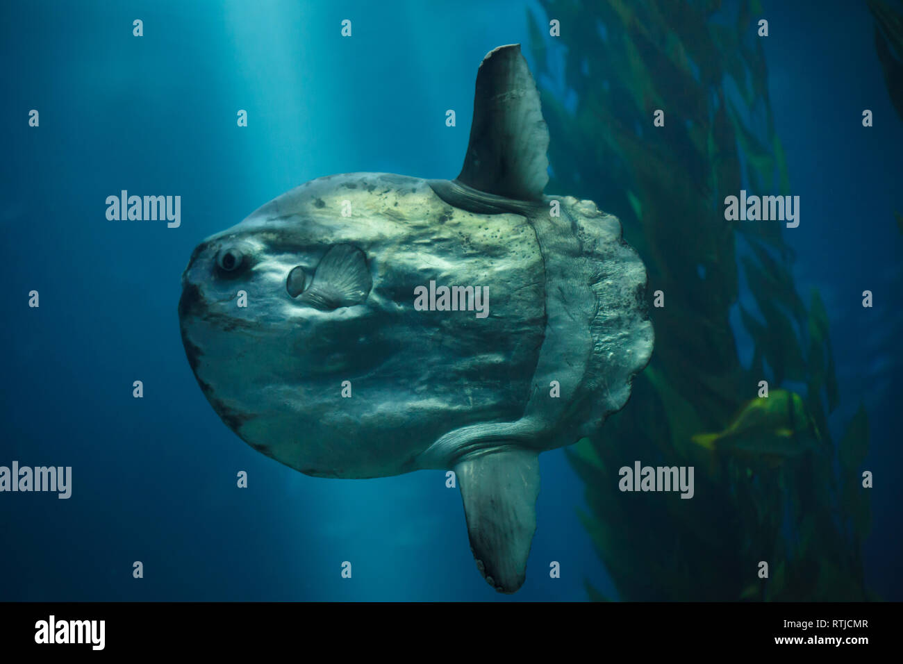 Ocean sunfish (Mola mola), also known as the common mola at the Lisbon Oceanarium (Oceanário de Lisboa) in Lisbon, Portugal. Stock Photo