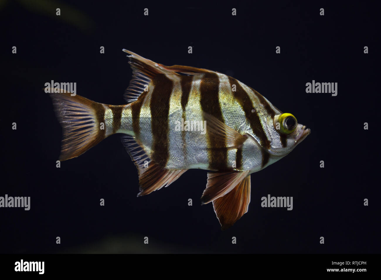 Old wife (Enoplosus armatus). Tropical fish. Stock Photo