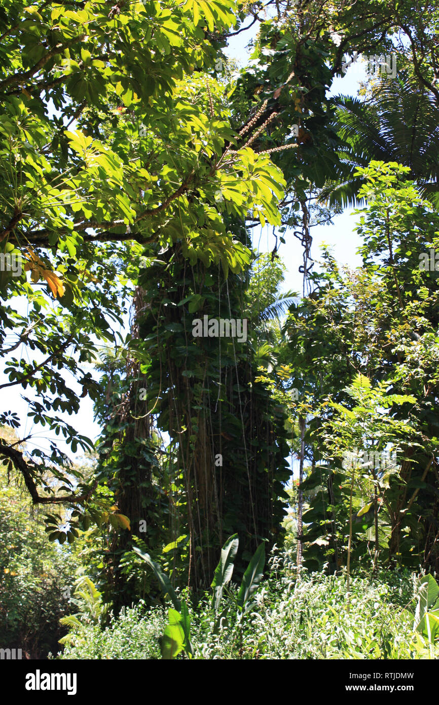Towering trees covered in vines in the rainforest along Hawaii Belt