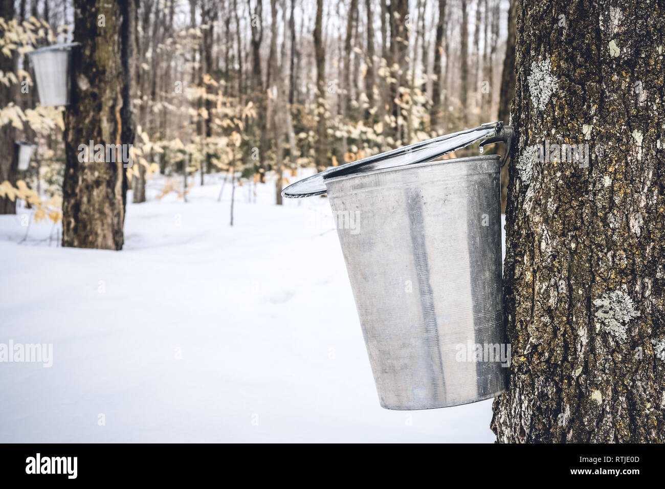 Maple syrup season. Maple sap dripping into a metal pail attached to a tree. Copy space Stock