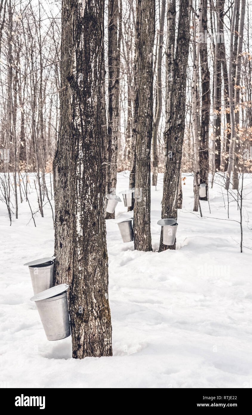 Collecting sap for traditional maple syrup production in Quebec, Canada