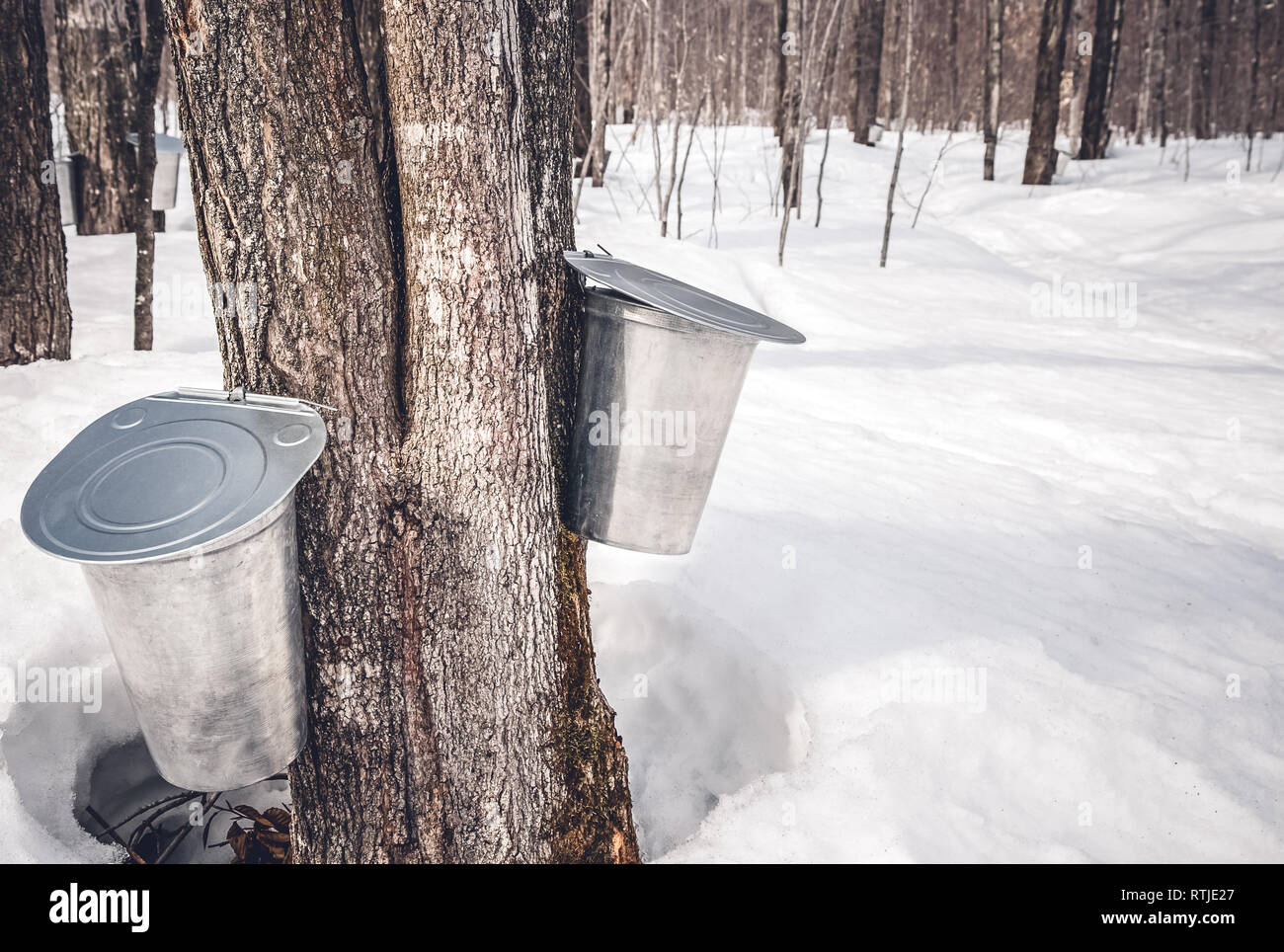 Collecting sap from trees to produce maple syrup. Traditional