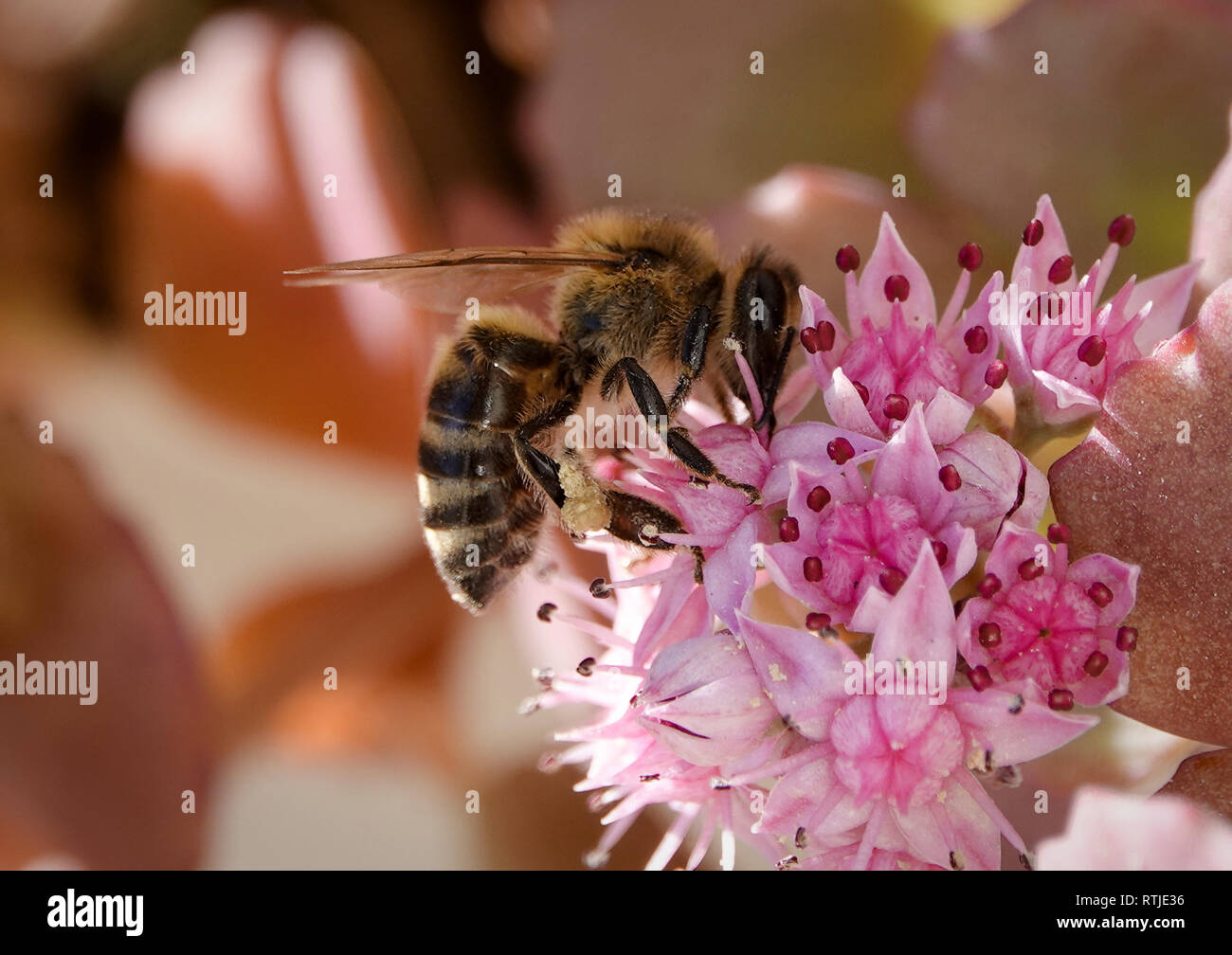 Closeup of a honey bee collecting nectar from blossoming flower Stock Photo