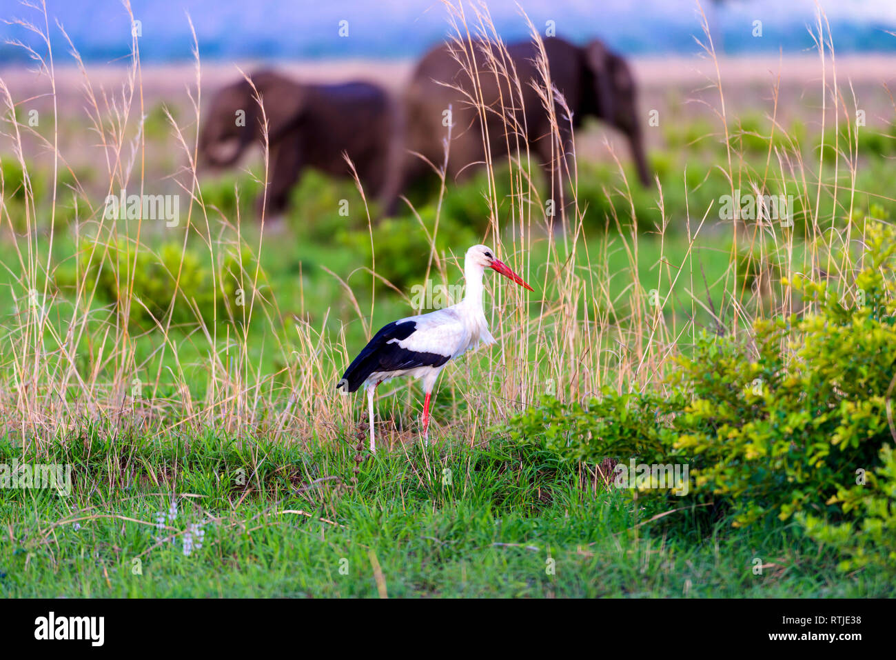 White Stork (Ciconia ciconia), Tanzania, East Africa Stock Photo