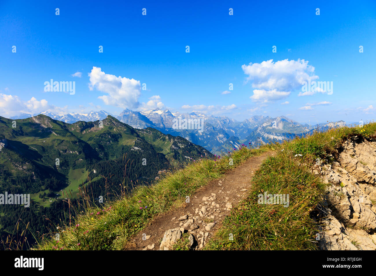 Walk Trough A Meadow On The Top Of The Mountain Near Fronalpstock Walk Trough A Meadow On The Top Of The Mountain Near Fronalpstock
