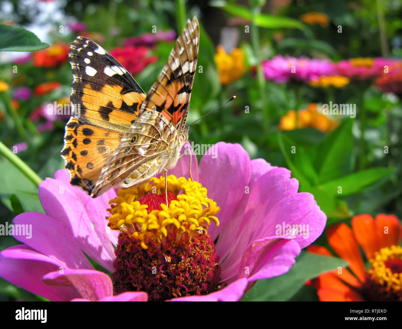 Monarch Butterfly feeds on the pink Zinnia flower in summer day Stock ...