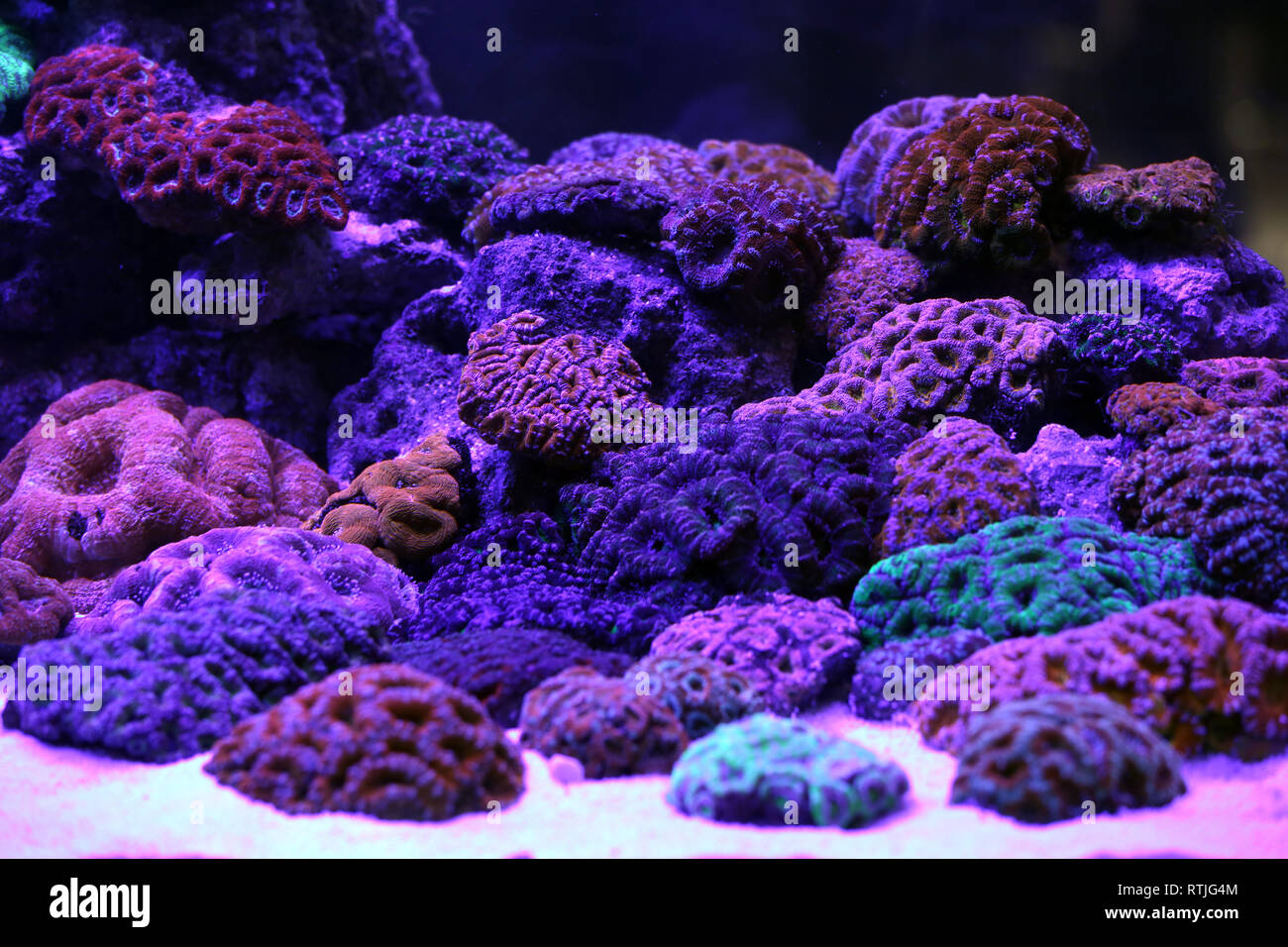 A beautiful coral reef aquarium under blue lights Stock Photo Alamy