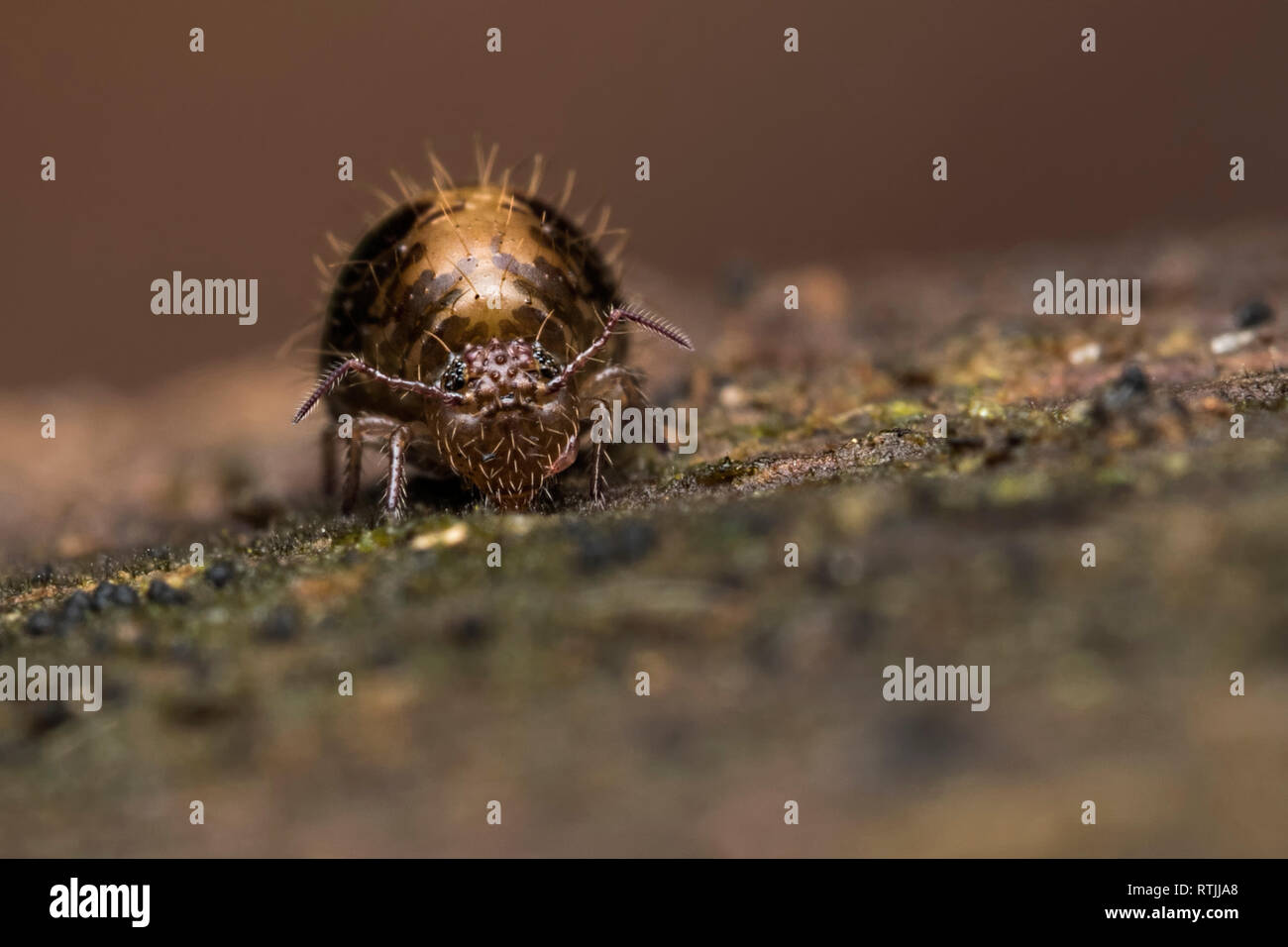 Globular Springtail (Allacma fusca) resting on tree stump. Tipperary. Ireland Stock Photo