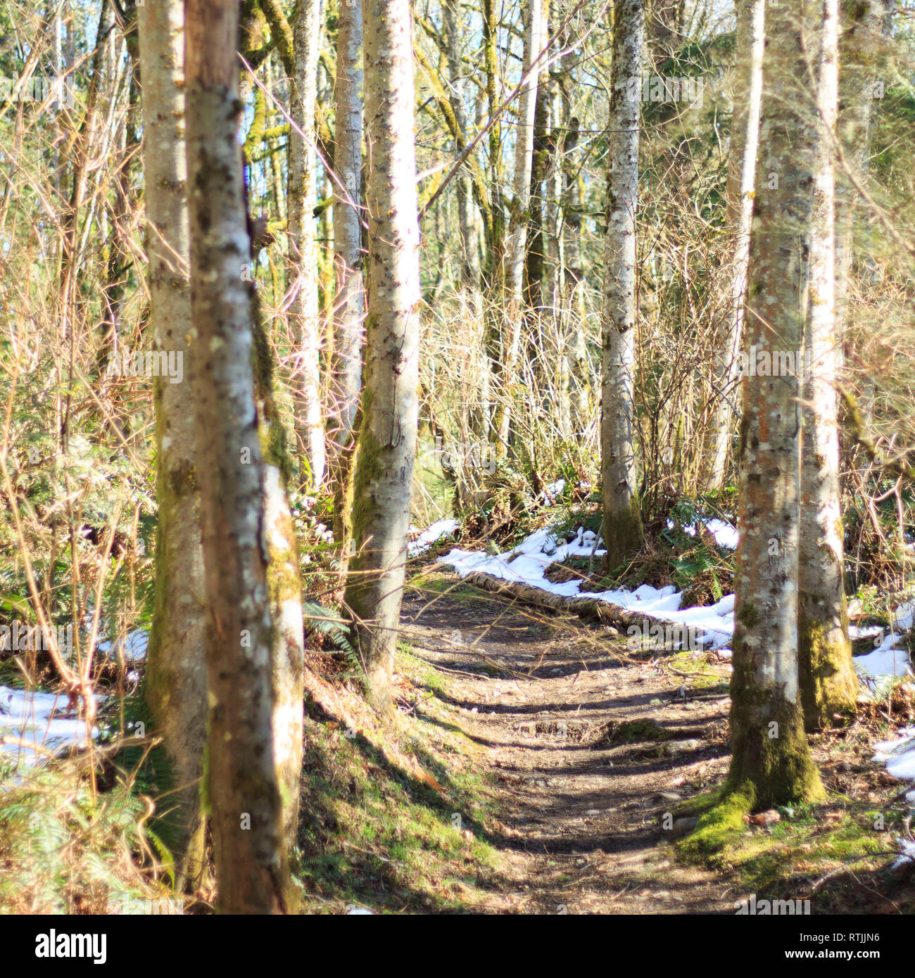 Thin tall trees hi-res stock photography and images - Alamy