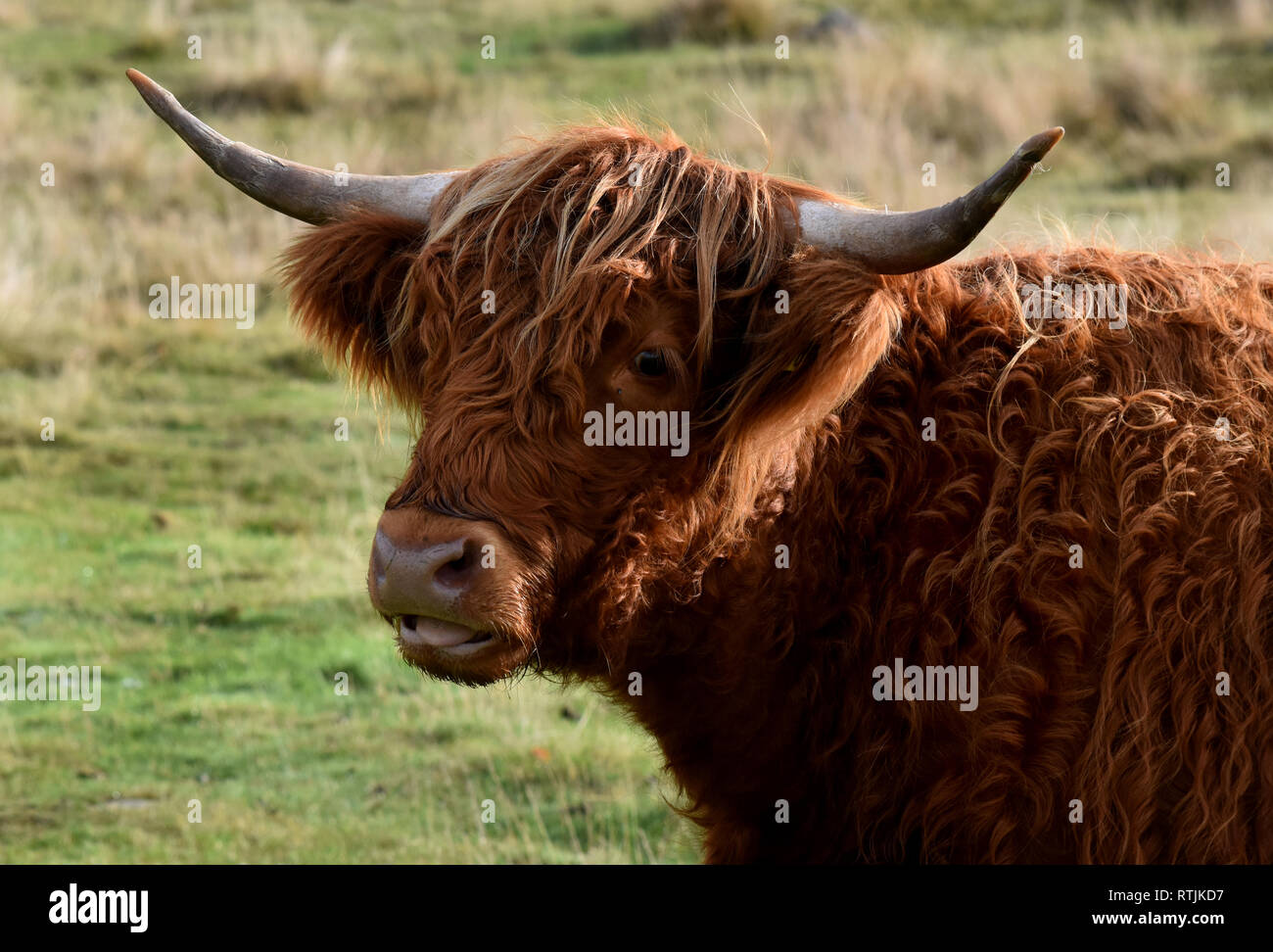 Highland Bull Stock Photo