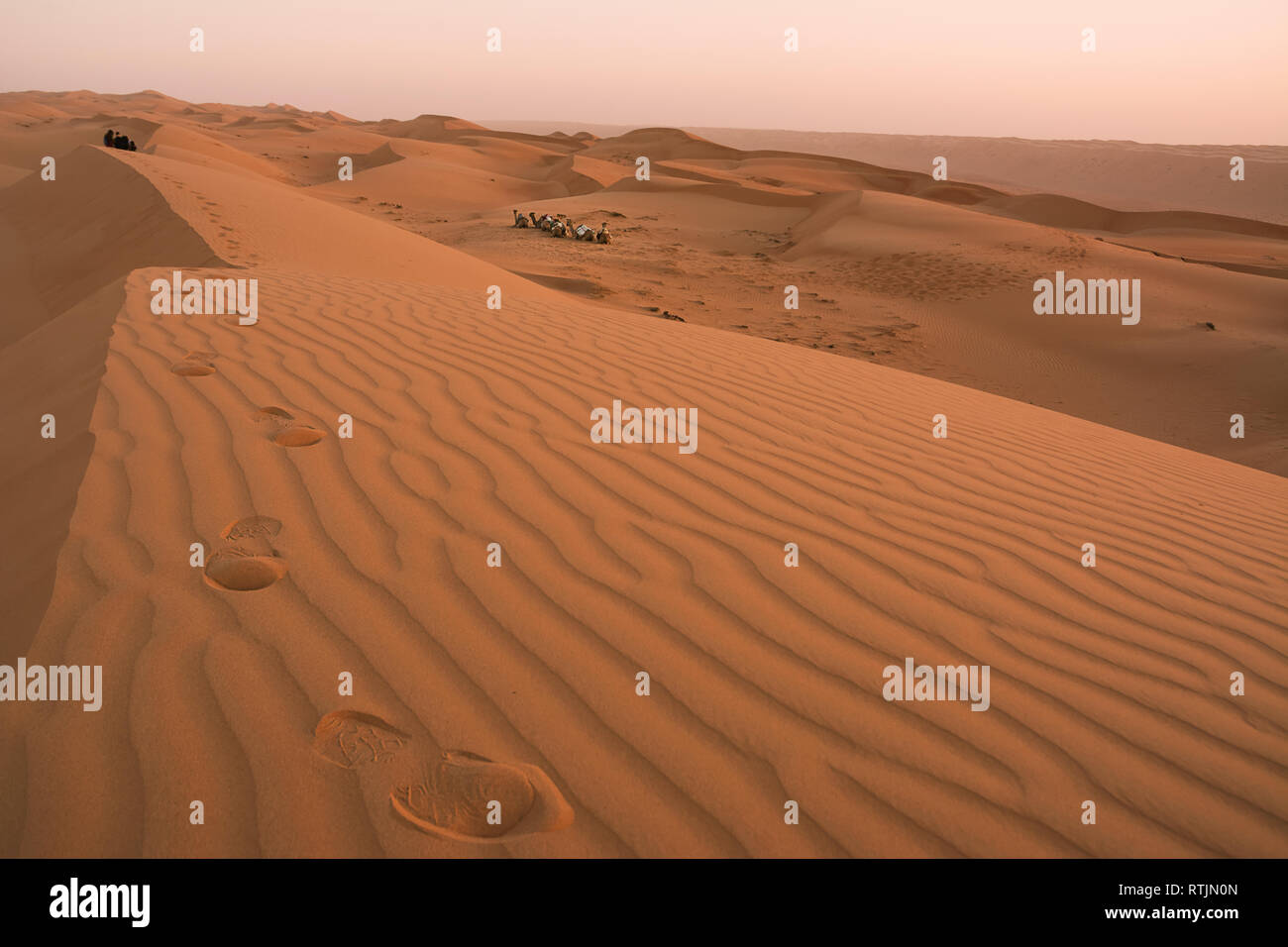 Dromedary and Dunes of the Wahiba Sand Desert at dawn (Oman) Stock Photo