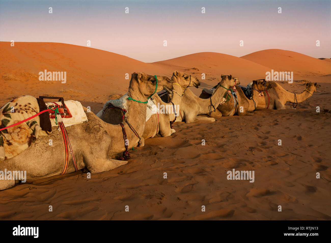 Sitting dromedary resting under the dunes of the Wahiba Sand Desert at dawn (Oman) Stock Photo