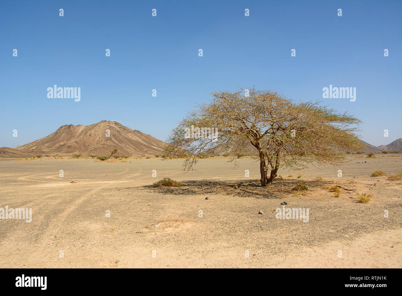 Isolated acacia tree in the deserted valley of a rocky Wadi in Oman Stock Photo