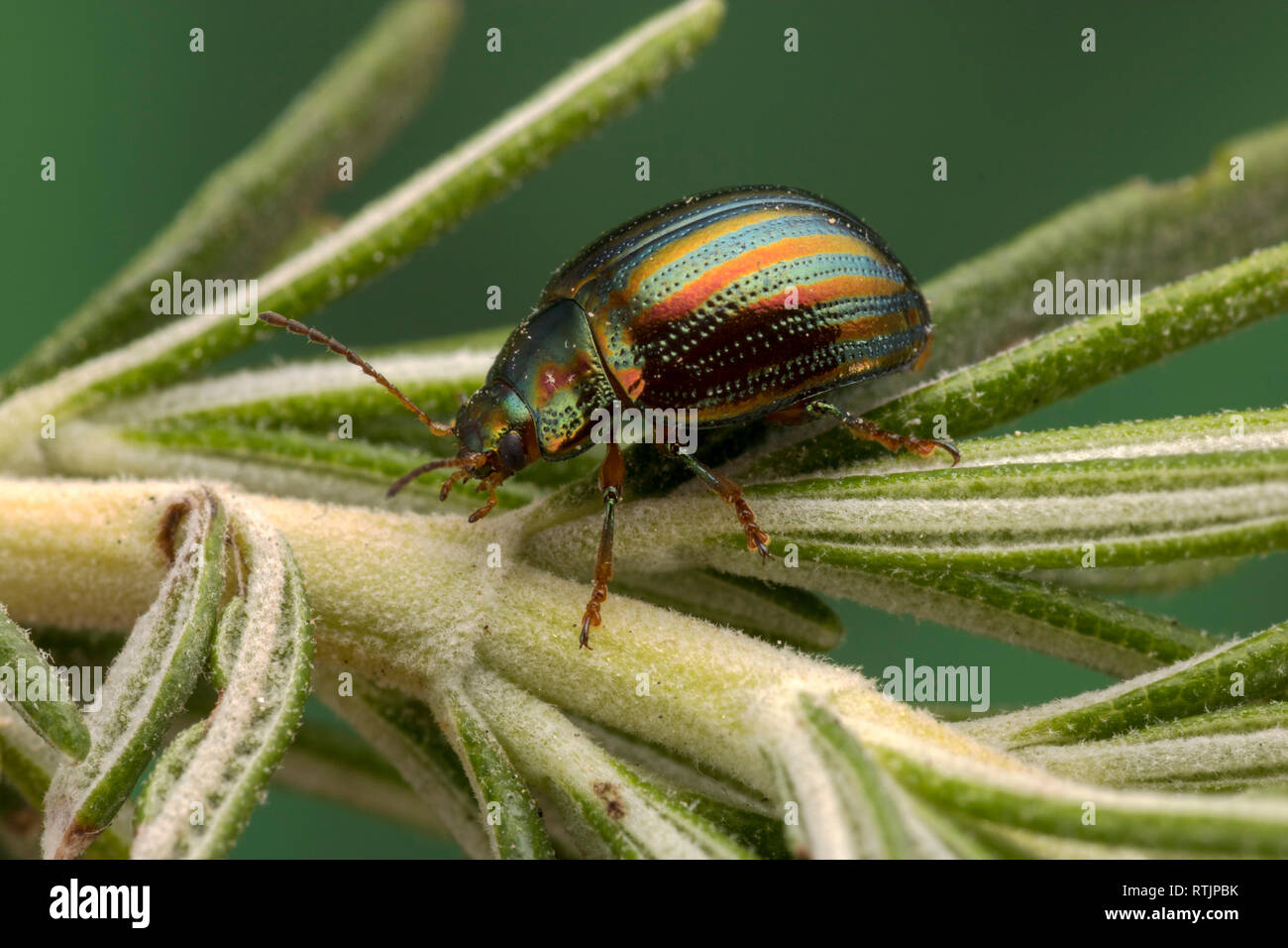 Rosemary Beetle (Chrysolina americana) on rosemary plant Stock Photo