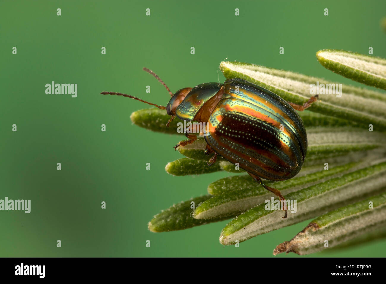 Rosemary Beetle (Chrysolina americana) on rosemary plant Stock Photo