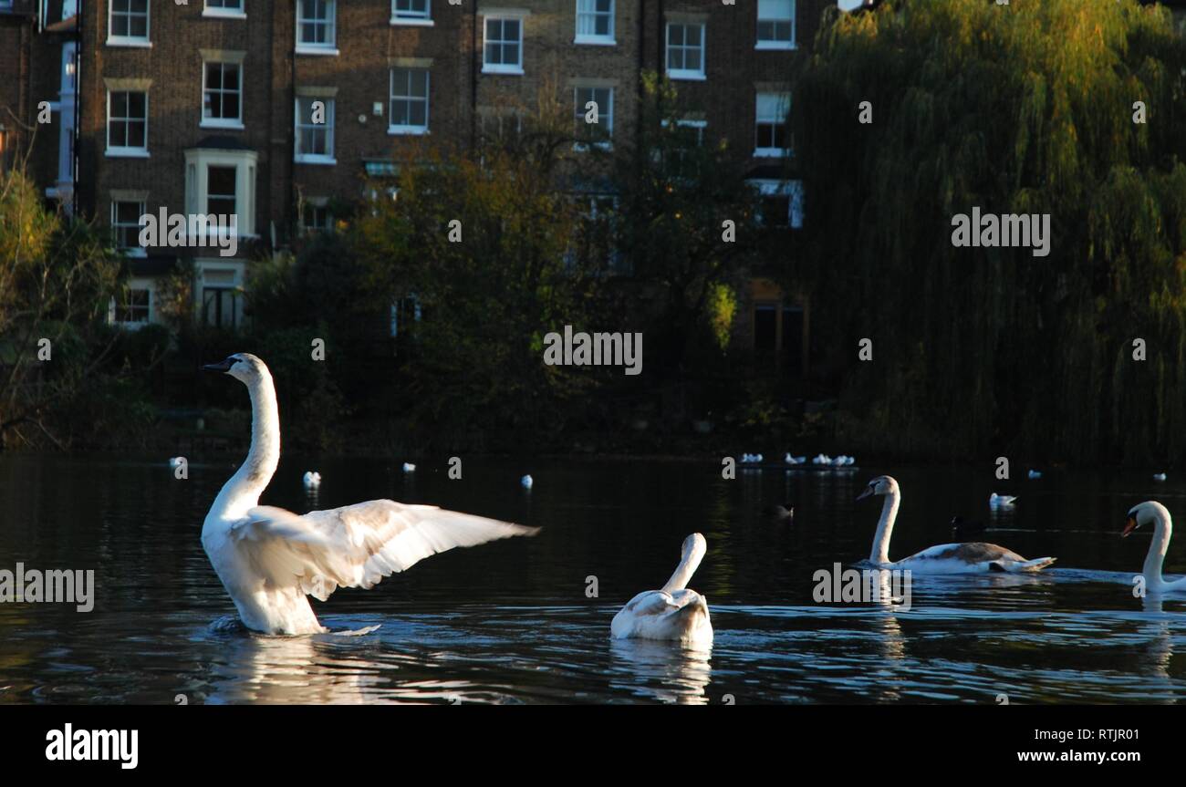 Swans swimming in a pond, Hampstead Heath, London, UK Stock Photo