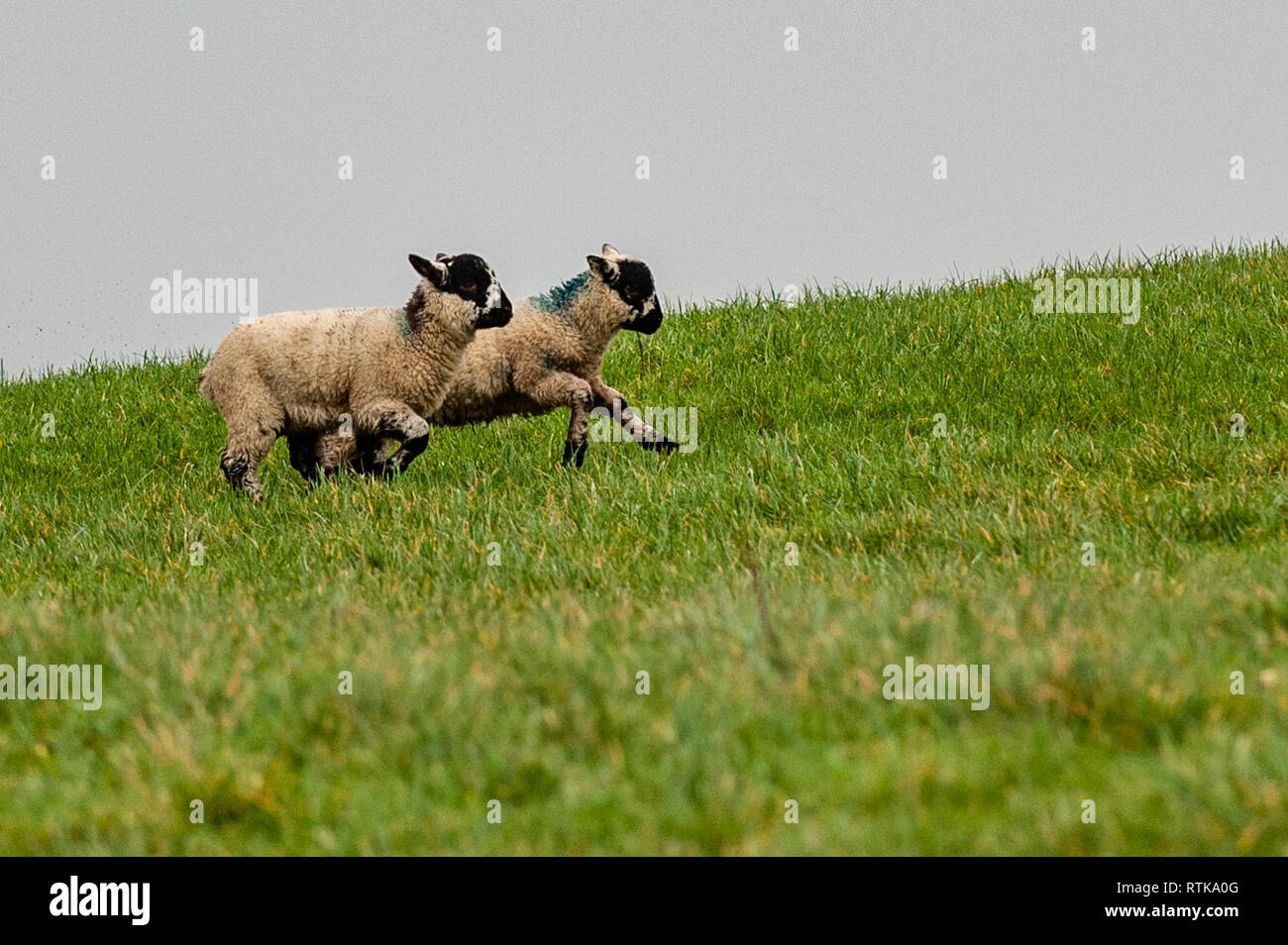 Durrus, West Cork, Ireland. 2nd Mar, 2019. Two lambs run in a field on