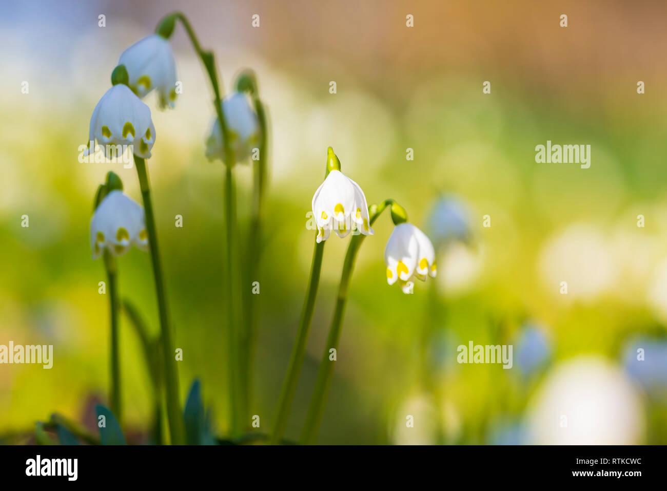 White Spring snowflake flowers, TLeucojum vernum, blooming in sunlight on a green meadow. a perennial bulbous flowering plant species in the family da Stock Photo