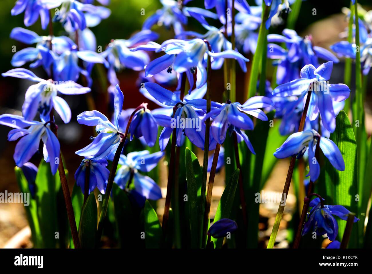 Closeup of Scilla Spring Beauty Stock Photo