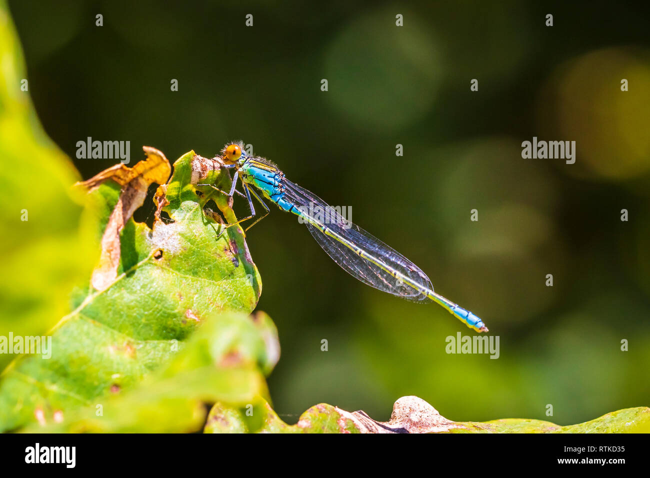 Closeup of a small red-eyed damselfly Erythromma viridulum perched in a forest. A blue specie with red eyes. Stock Photo