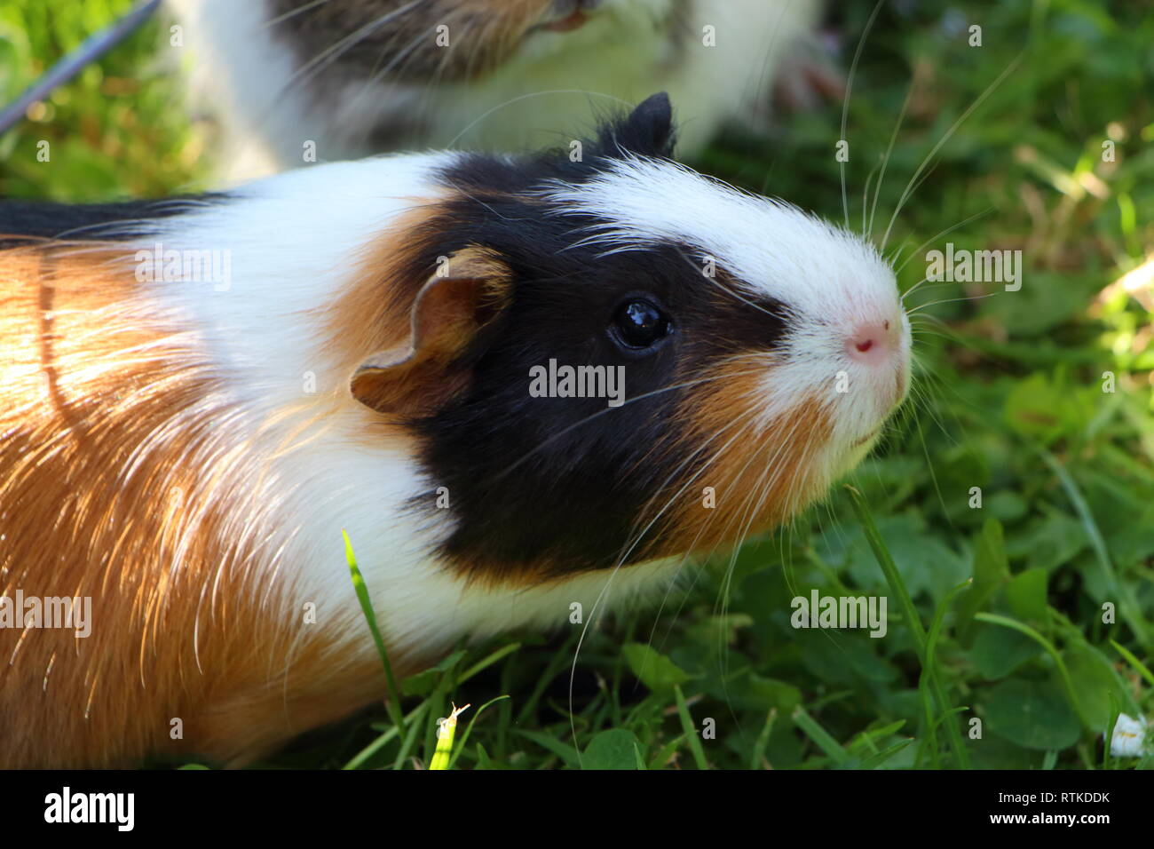 Guinea pig under a wire fencing in grass Stock Photo