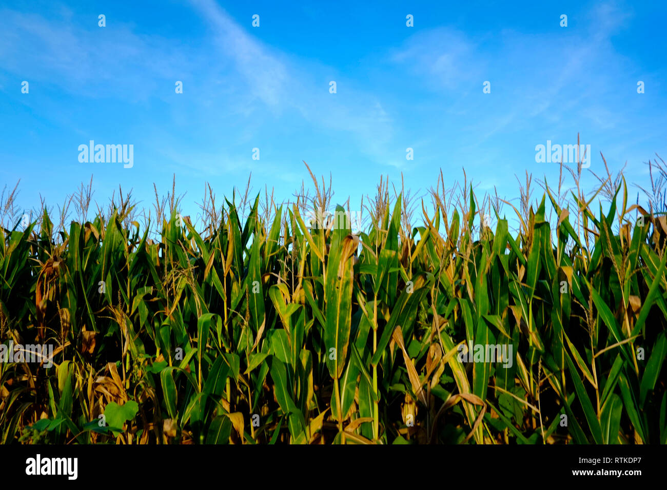 Corn growing in the United States Stock Photo Alamy