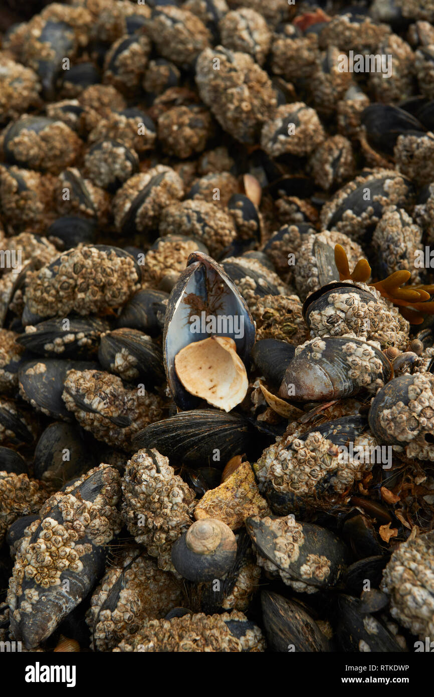 Mussels clustered on a rock at low tide on the Kent coast of England, United Kingdom, Europe Stock Photo