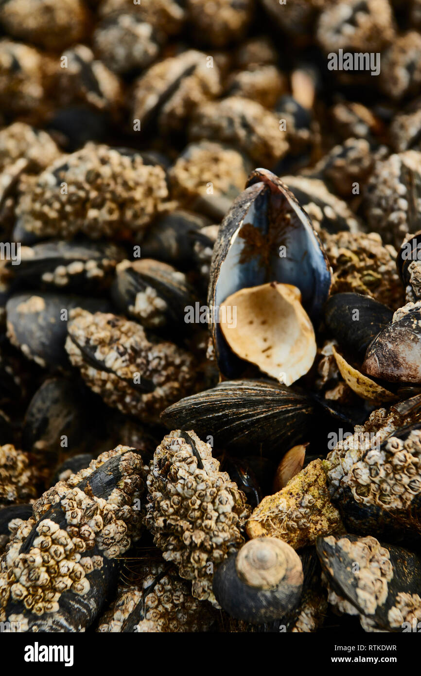 Mussels clustered on a rock at low tide on the Kent coast of England, United Kingdom, Europe Stock Photo