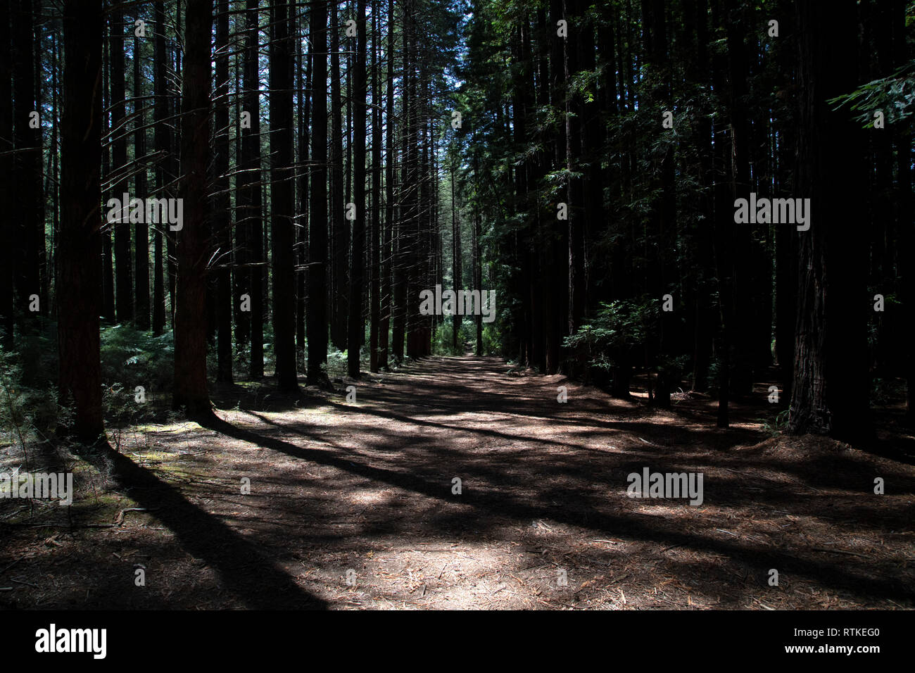 Warburton Redwood Forest Stock Photos Warburton Redwood Forest