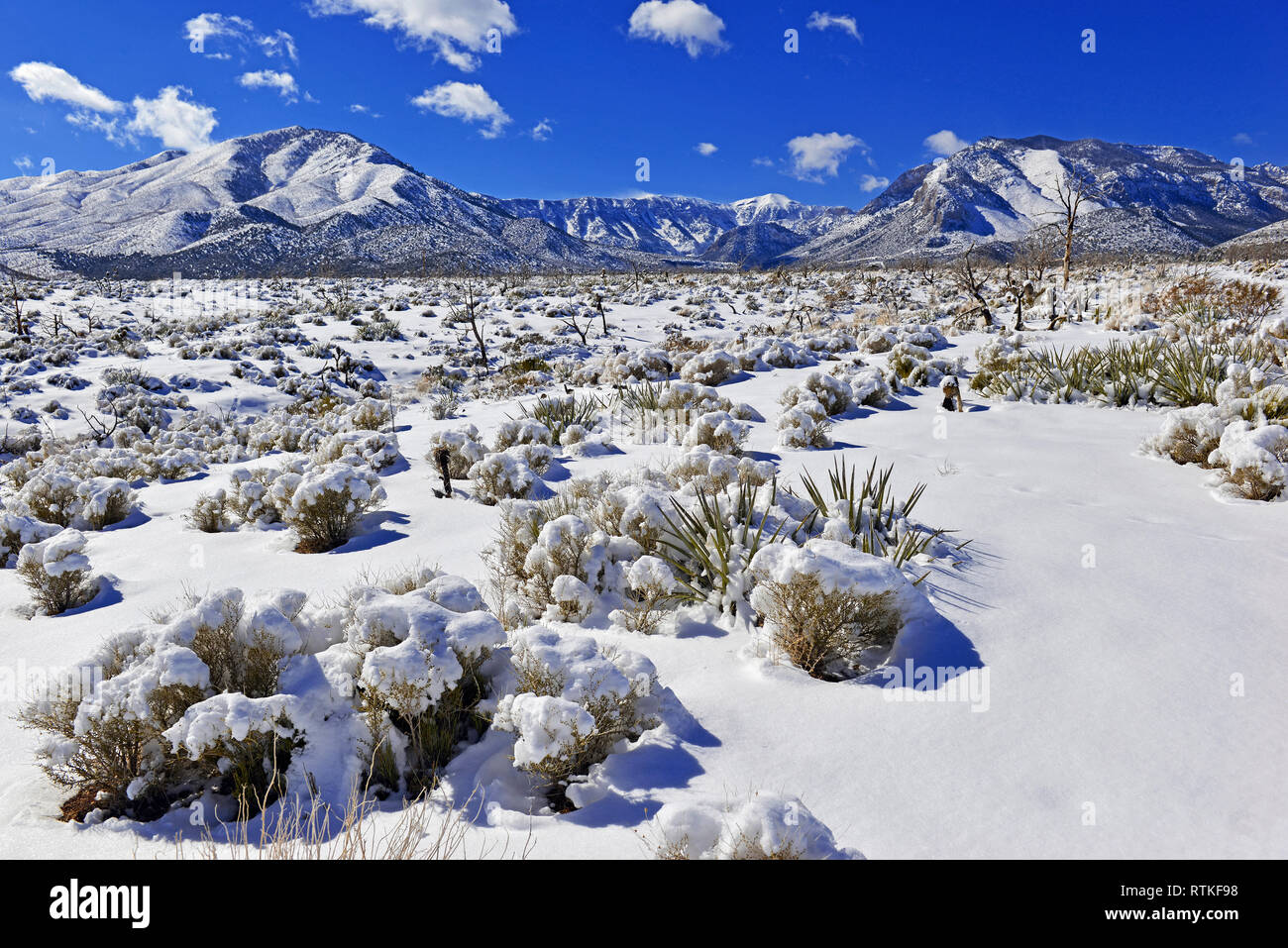 Snow covered alpine terrain in the Mount Charleston region, popular hiking  and climbing spots in the Spring Mountains, near Las Vegas Nevada Stock  Photo - Alamy