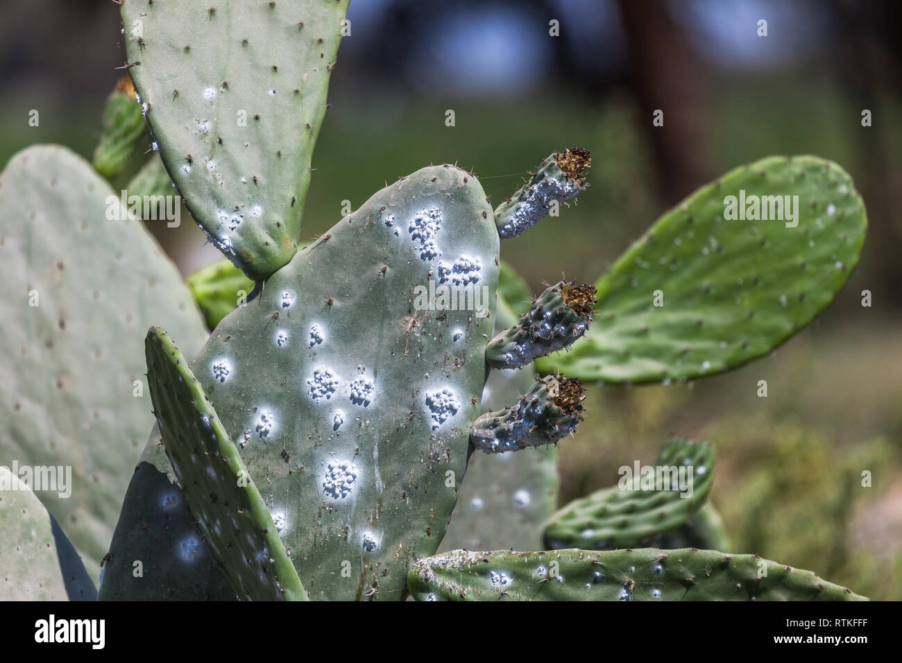 Grana cochinilla insect hi-res stock photography and images - Alamy