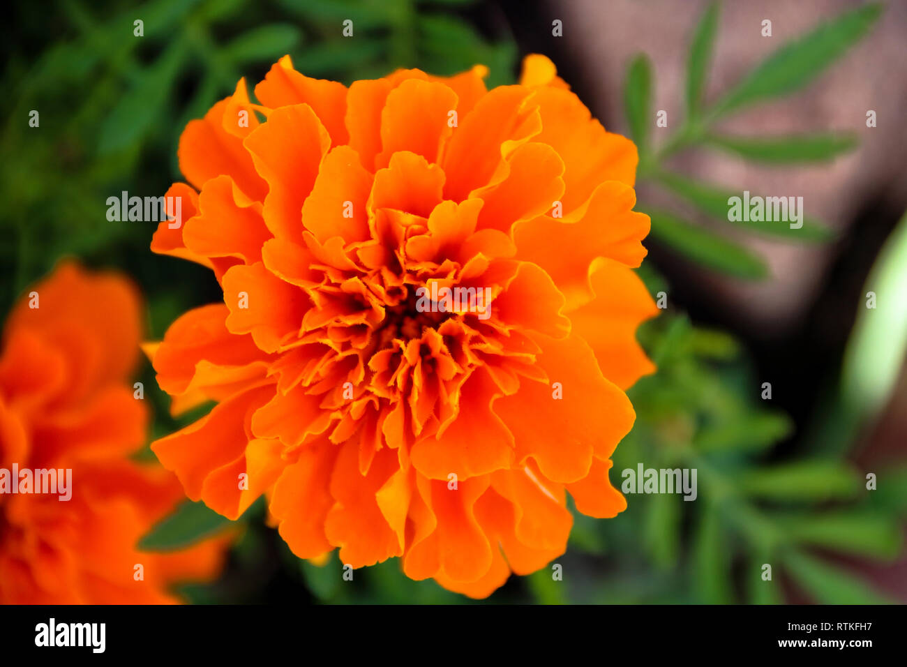 Garden border dahlia daisy hi-res stock photography and images - Alamy