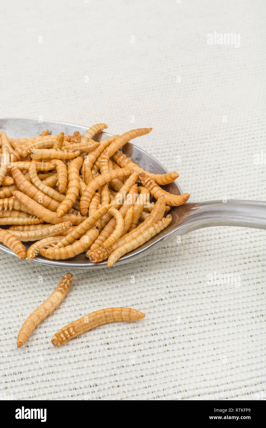 Edible Mealworms / Tenebrio molitor in kitchen spoon as an ingredient