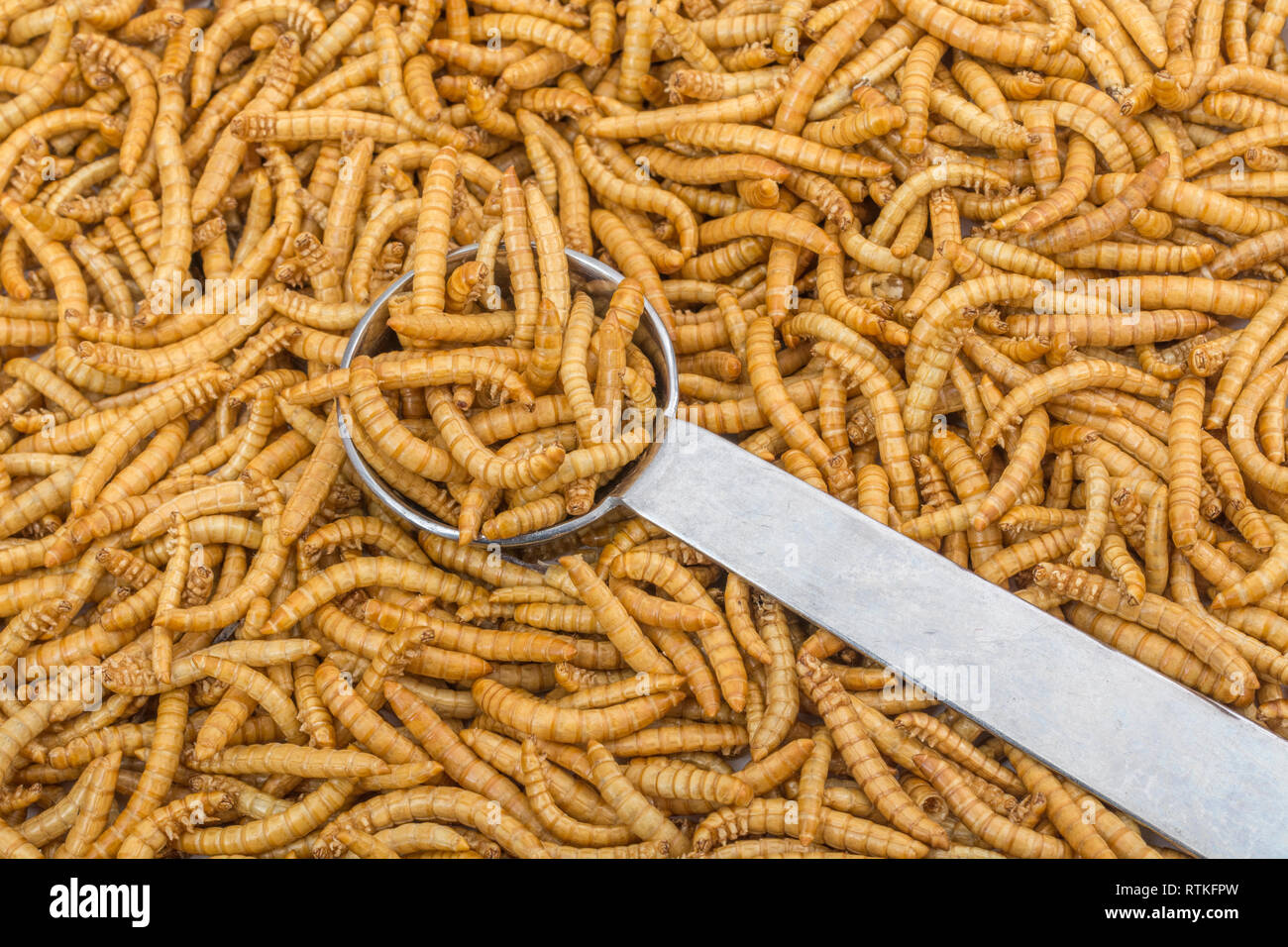 Freeze dried meal worms for human consumption hires stock photography and images Alamy