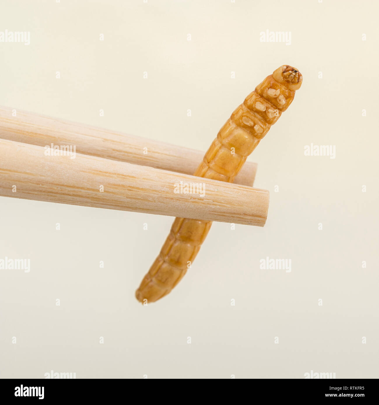 Edible Mealworms / Tenebrio molitor and chopsticks. Rich in protein edible  bugs are new Superfood. Edible insects abstract, bizarre insects as food  Stock Photo - Alamy