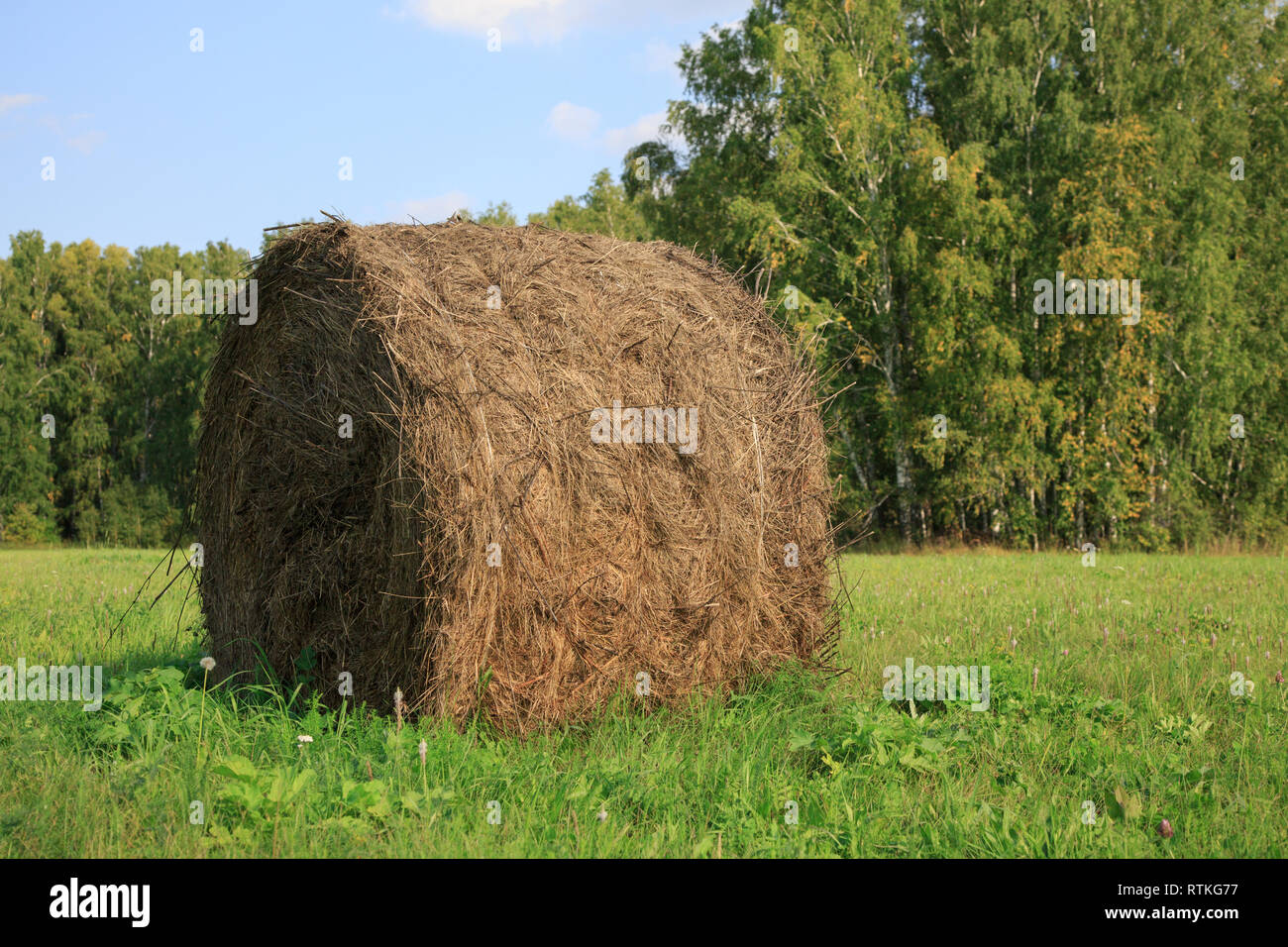 Big hay bay roll in a green field and blue sky Stock Photo - Alamy