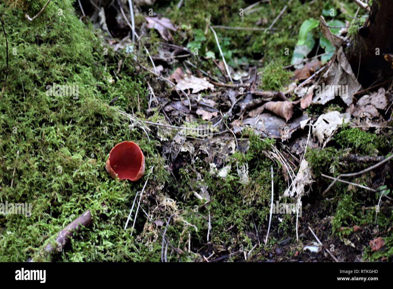 Scarlet (Crimson, Ruby) Elf cup (cap), on mossy tree branch. Sarcoscypha coccinea. Stock Photo