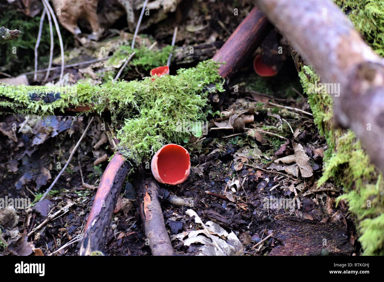 Scarlet (Crimson, Ruby) Elf cup (cap), on tree branch. Sarcoscypha coccinea. Stock Photo