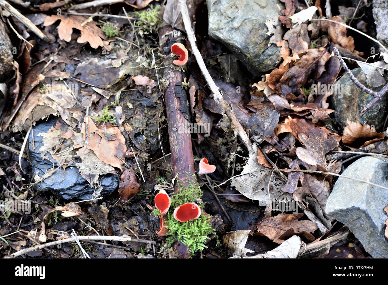 Scarlet Elf cup (cap), on tree branch in a verticle row. Sarcoscypha coccinea. Stock Photo